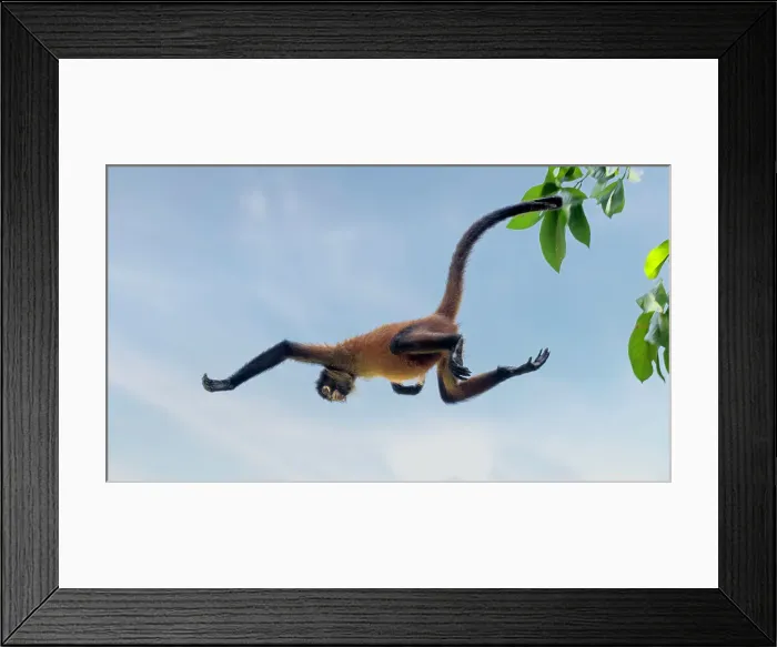 Framed Print : Tree acrobats