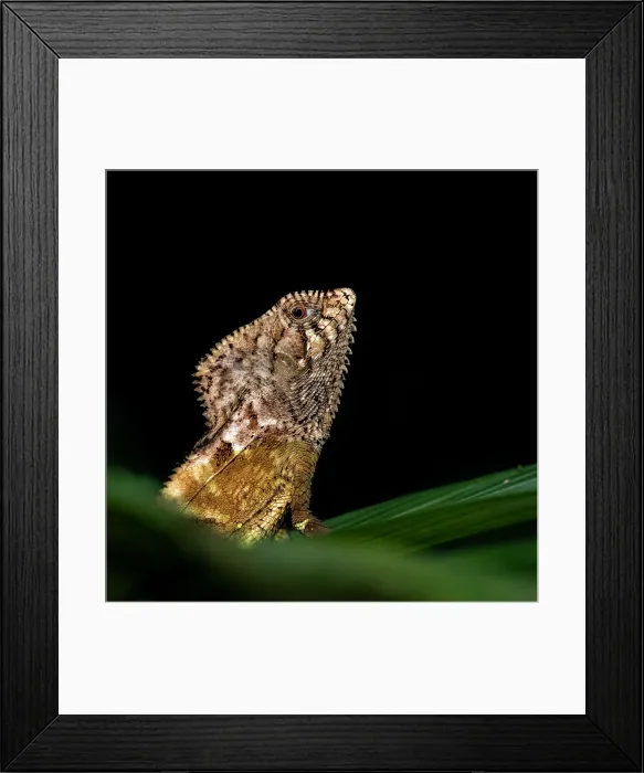 Framed Print : Hidding in the dark Framed Print : Hidding in the dark