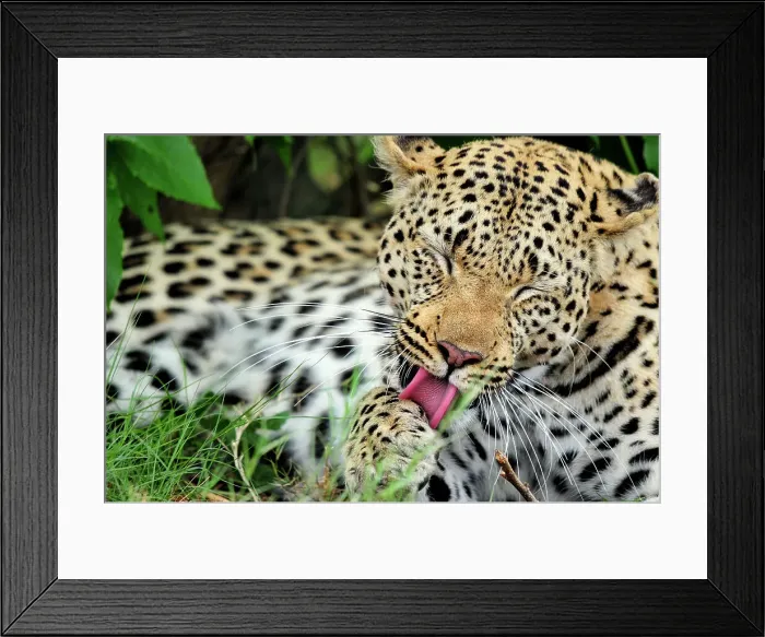 Framed Print : Leopard (Panthera pardus) licking its paws Framed Print : Leopard (Panthera pardus) licking its paws