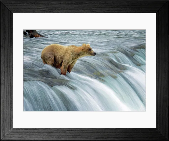 Framed Print : Katmai bear fishing Framed Print : Katmai bear fishing