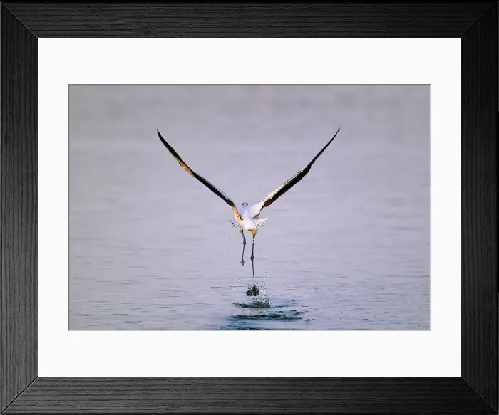Framed Print : NIKON D300 Bird Outdoors Animal Wildlife Flying Framed Print : NIKON D300 Bird Outdoors Animal Wildlife Flying