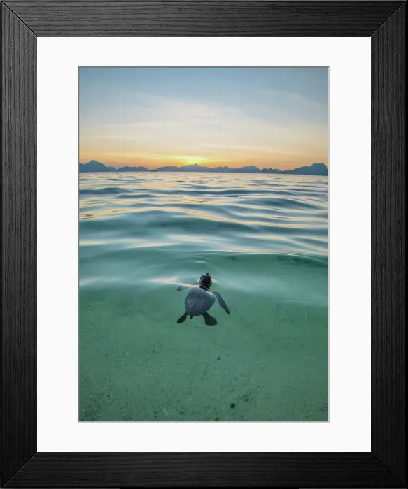 Framed Print : Water Sea Outdoors Swimming Nature No People Framed Print : Water Sea Outdoors Swimming Nature No People