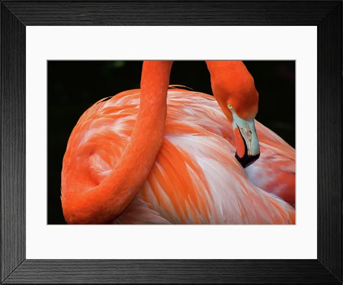 Framed Print : NIKON D300 Bird Flamingo Nature Beak Animal Close-up Framed Print : NIKON D300 Bird Flamingo Nature Beak Animal Close-up