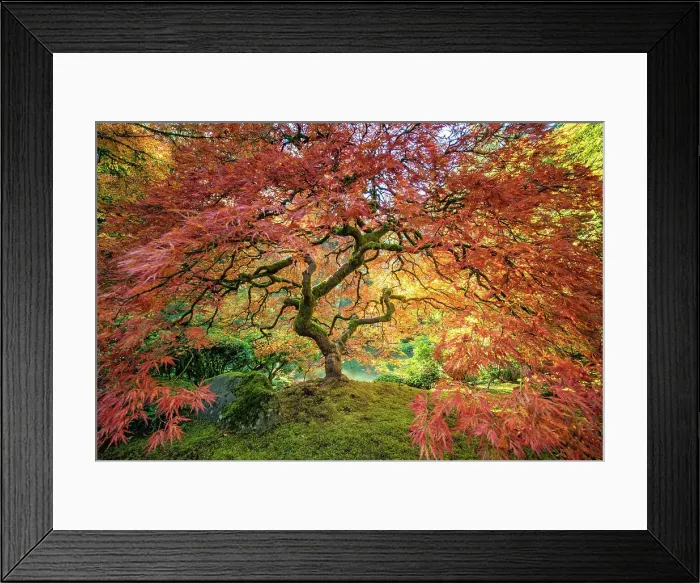 Framed Print : Washington Oregon Road Trip Fall Autumn Fall Colors Framed Print : Washington Oregon Road Trip Fall Autumn Fall Colors
