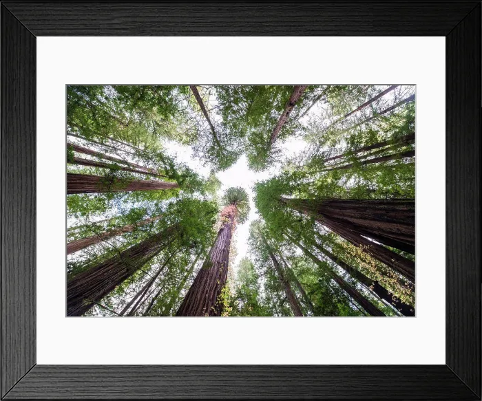 Framed Print : Looking up at large trees