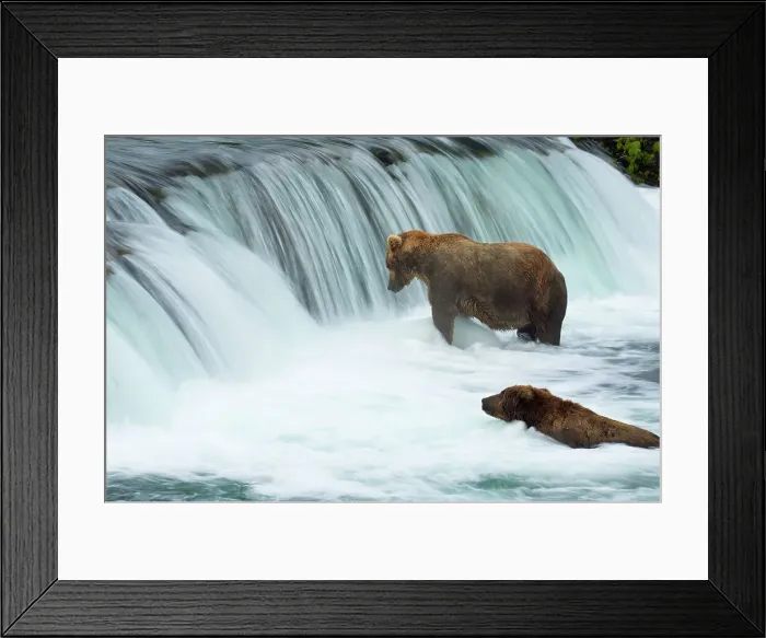 Framed Print : NIKON D800 AF Zoom 300-800mm F / 5.6D Brooks Camp Framed Print : NIKON D800 AF Zoom 300-800mm F / 5.6D Brooks Camp