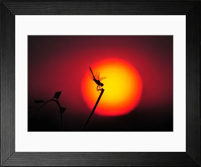 Framed Print : Dragonfly on a stick at sunset Framed Print : Dragonfly on a stick at sunset