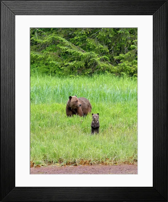 Framed Print : Outdoors Animal Wildlife Nature Animal Grass Framed Print : Outdoors Animal Wildlife Nature Animal Grass