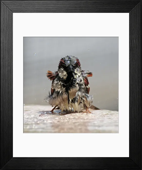 Framed Print : NIKON D300 Bird Sparrow Animal Wildlife Nature Framed Print : NIKON D300 Bird Sparrow Animal Wildlife Nature