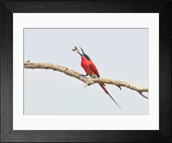 Framed Print : Carmine bee-eater (Merops nubicoides) eating a bee Framed Print : Carmine bee-eater (Merops nubicoides) eating a bee