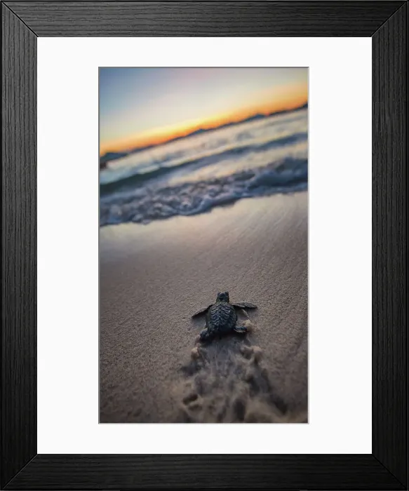 Framed Print : Water Sea Outdoors Swimming Nature No People Framed Print : Water Sea Outdoors Swimming Nature No People
