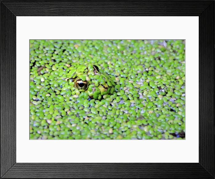 Framed Print : No People Outdoors Nature Green Color Close-up Framed Print : No People Outdoors Nature Green Color Close-up