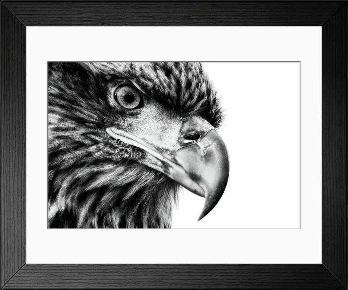 Framed Print : Bird No People Bird Of Prey Animal Body Part