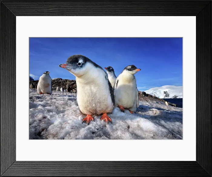 Framed Print : Penguin Antarctica Outdoors Animal Wildlife Bird Framed Print : Penguin Antarctica Outdoors Animal Wildlife Bird