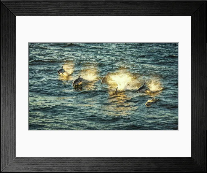 Framed Print : Pacific whitesided dolphins at sunset (Lagenorhynchus obliquidens) Framed Print : Pacific whitesided dolphins at sunset (Lagenorhynchus obliquidens)