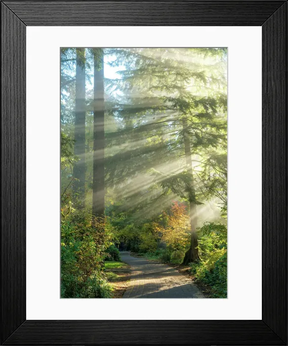 Framed Print : Light beams shining through a forest trail