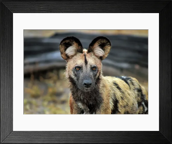 Framed Print : African wild dog (Lycaon pictus) Framed Print : African wild dog (Lycaon pictus)
