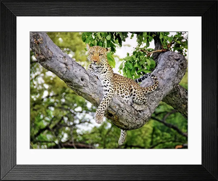 Framed Print : Animal Wildlife Leopard Nature Mammal Outdoors Framed Print : Animal Wildlife Leopard Nature Mammal Outdoors