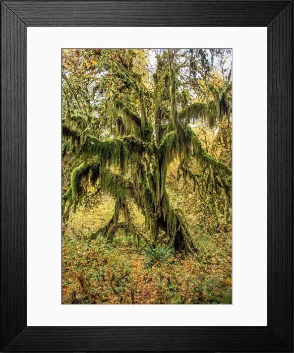 Framed Print : Autumn Fall Fall Colors Oregon Road Trip Washington Framed Print : Autumn Fall Fall Colors Oregon Road Trip Washington