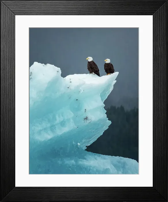 Framed Print : Alaska Inside Passage Lindblad National Geographic Framed Print : Alaska Inside Passage Lindblad National Geographic