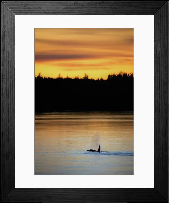 Framed Print : Aerial Alaska DJI Drone Bc. Alert Bay Boat British Colombia Framed Print : Aerial Alaska DJI Drone Bc. Alert Bay Boat British Colombia
