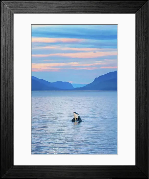 Framed Print : Alaska Inside Passage Lindblad National Geographic