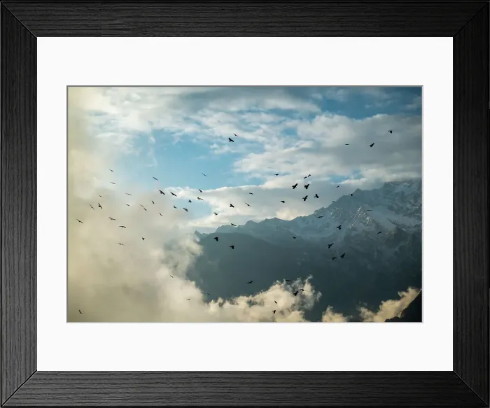 Framed Print : Bird Nature Flying Animal Wildlife Sky No People Framed Print : Bird Nature Flying Animal Wildlife Sky No People