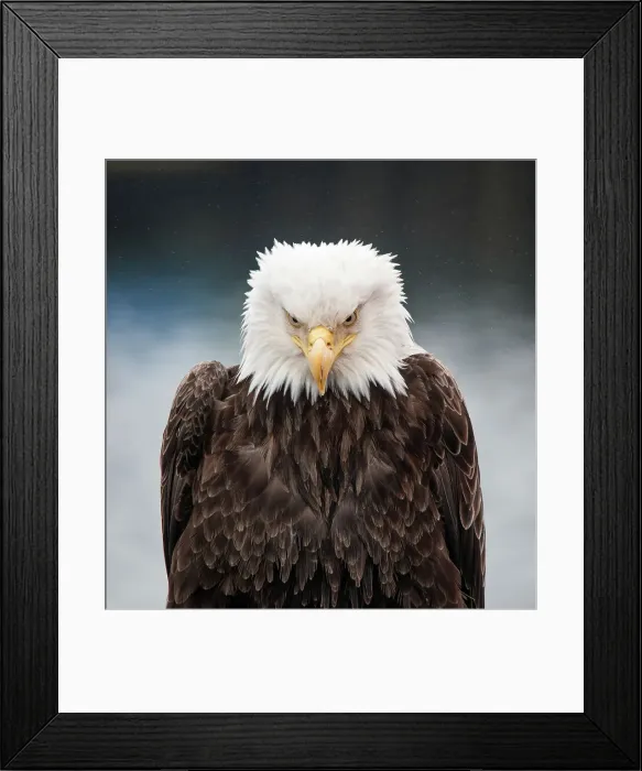 Framed Print : Bird Eagle - Bird Bald Eagle Bird Of Prey Animal Wildlife Framed Print : Bird Eagle - Bird Bald Eagle Bird Of Prey Animal Wildlife