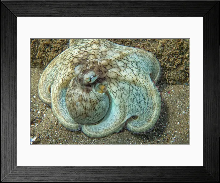 Framed Print : Underwater Undersea Octopus Nature No People