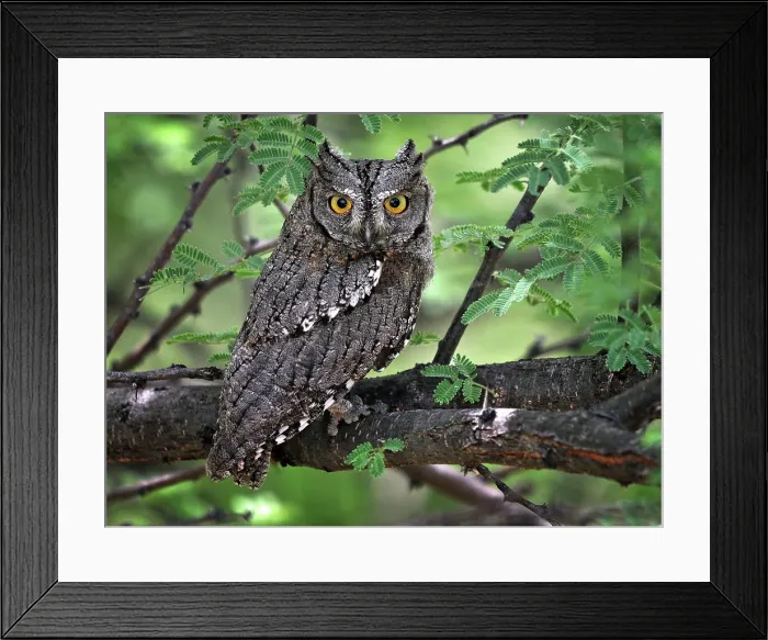Framed Print : Bird Owl Nature Animal Wildlife Animal No People