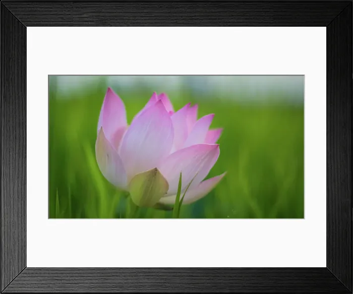 Framed Print : Angkor Wat Cambodia Jahan LEX Lotus Max Seigal Framed Print : Angkor Wat Cambodia Jahan LEX Lotus Max Seigal