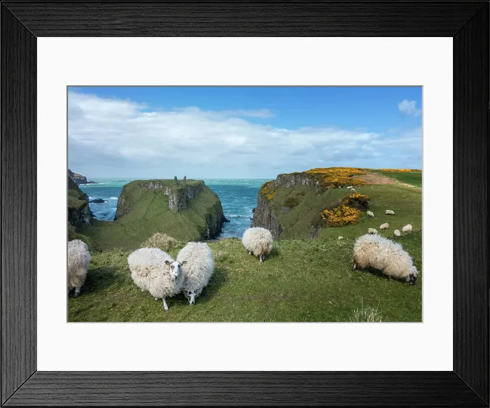 Framed Print : Sheep Outdoors No People Nature Landscape - Scenery