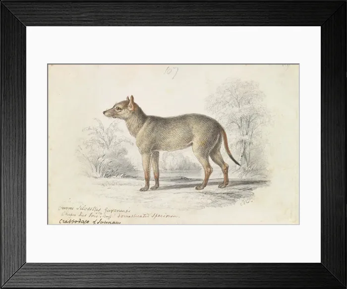 Framed Print : Crabodage Surinam Aguara Dog Charles Hamilton Smith Framed Print : Crabodage Surinam Aguara Dog Charles Hamilton Smith