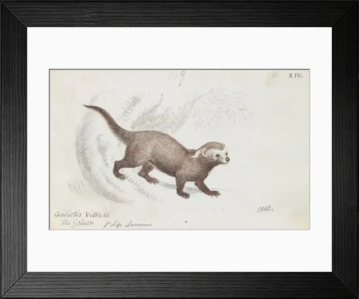 Framed Print : Greater Grison Charles Hamilton Smith 1776-1859