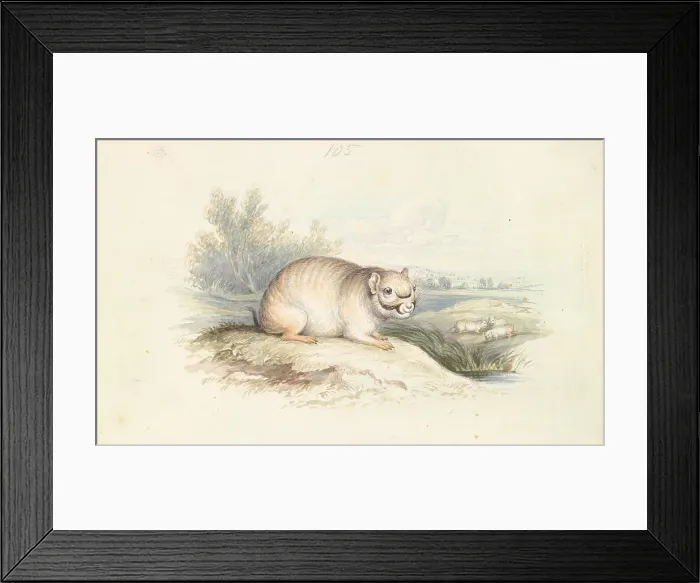 Framed Print : Plains Viscacha Charles Hamilton Smith 1776-1859 Framed Print : Plains Viscacha Charles Hamilton Smith 1776-1859