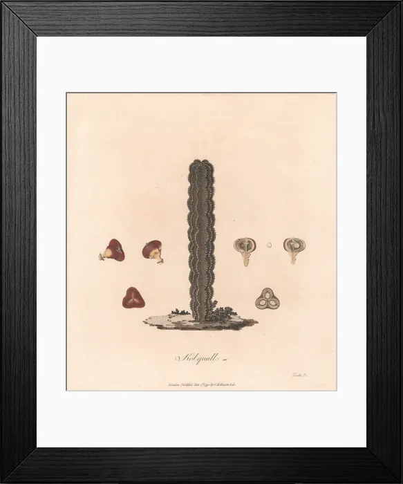 Framed Print : Kolquall 1790 James Heath 1757-1834 British Framed Print : Kolquall 1790 James Heath 1757-1834 British
