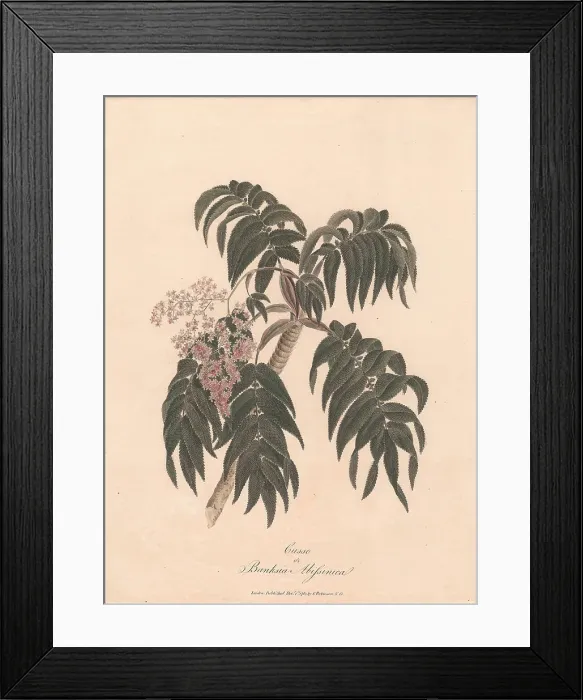 Framed Print : Cusso Banksia Abissinica 1789 James Heath 1757-1834