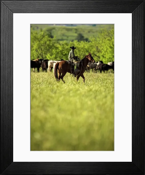 Framed Print : 4011-1458. Cowboy riding horse in green field looking for cattle