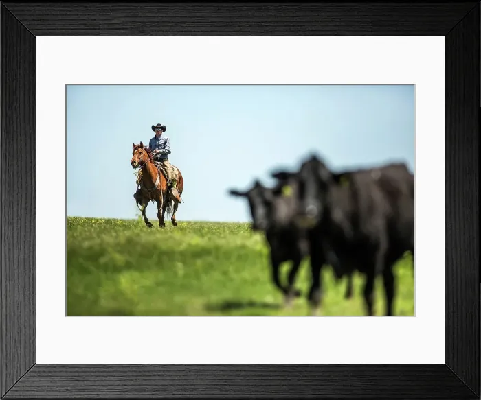 Framed Print : 4011-1493. Cowboy riding horse herding cattle Framed Print : 4011-1493. Cowboy riding horse herding cattle