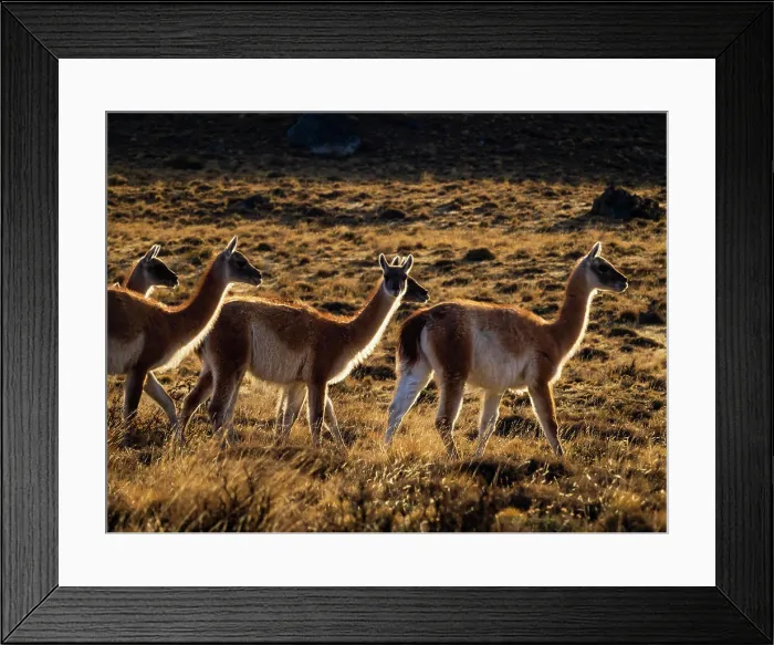 Framed Print : Guanacos (Lama guanicoe), Torres del Paine National Park, Patagonia, Chile Framed Print : Guanacos (Lama guanicoe), Torres del Paine National Park, Patagonia, Chile