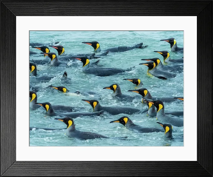 Framed Print : Aptenodytes Patagonicus Climate Change Global Warming Framed Print : Aptenodytes Patagonicus Climate Change Global Warming
