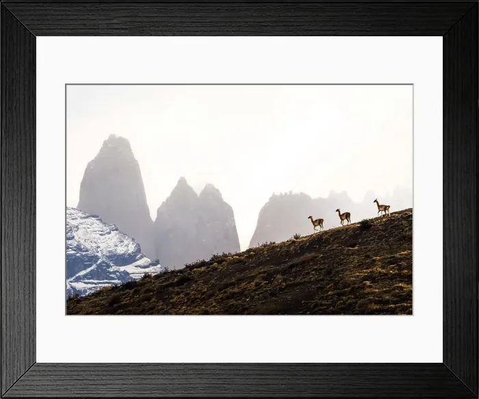 Framed Print : Winter scene, Guanacos (Lama guanicoe) and the towers, Torres del Paine National Park, Patagonia, Chile Framed Print : Winter scene, Guanacos (Lama guanicoe) and the towers, Torres del Paine National Park, Patagonia, Chile