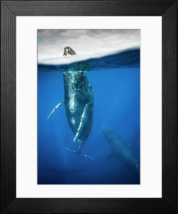 Framed Print : Blue Water Close Approach Endangered Species Framed Print : Blue Water Close Approach Endangered Species