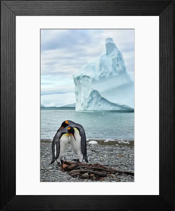 Framed Print : Adventure Travel Adventure Antarctica Climate Change Framed Print : Adventure Travel Adventure Antarctica Climate Change