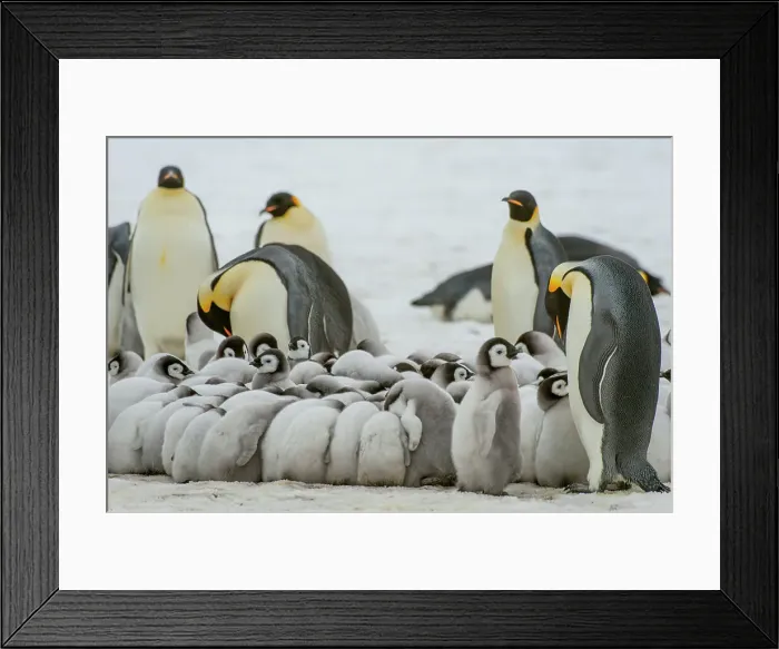 Framed Print : Emperor penguin (Aptenodytes forsteri) chicks huddling to stay warm in the colony on the sea ice at Snow Hill Island in the Weddell Sea in Antarctica Framed Print : Emperor penguin (Aptenodytes forsteri) chicks huddling to stay warm in the colony on the sea ice at Snow Hill Island in the Weddell Sea in Antarctica