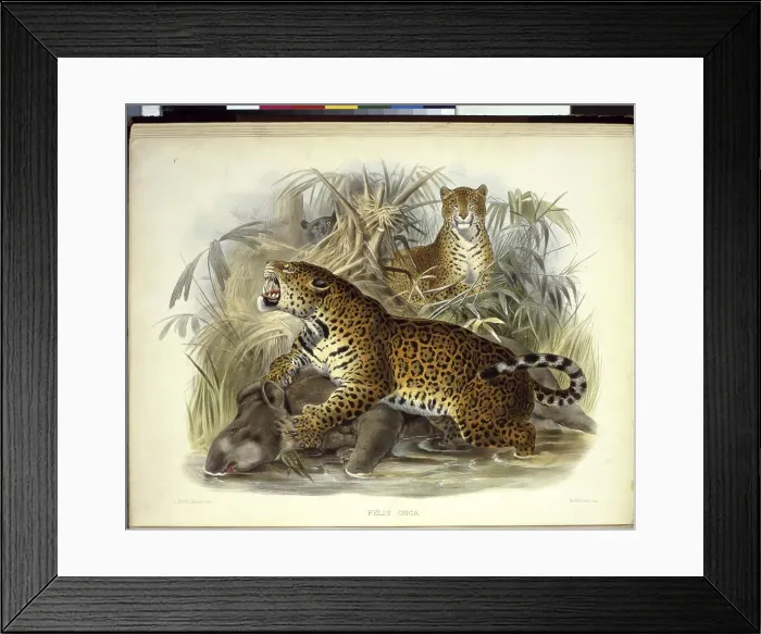 Framed Print : The Jaguar (Felis Onca) by Elliot Framed Print : The Jaguar (Felis Onca) by Elliot