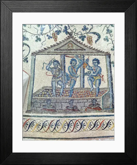 Framed Print : Grape Harvest
