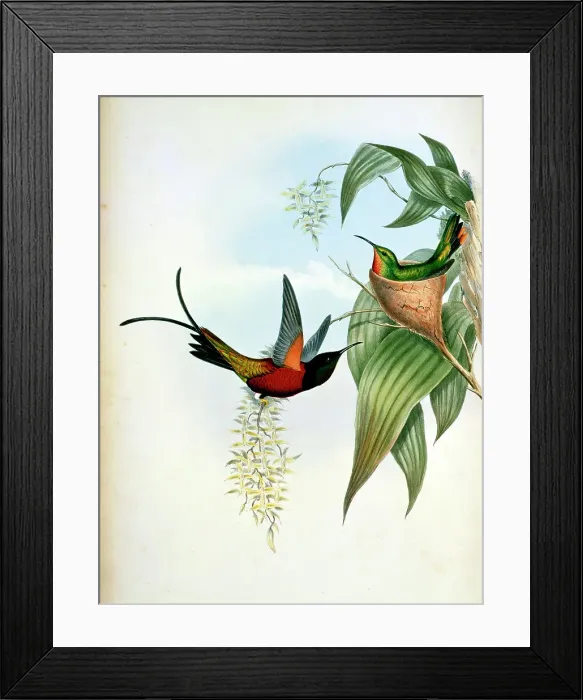 Framed Print : Fiery Topaz by Gould Framed Print : Fiery Topaz by Gould