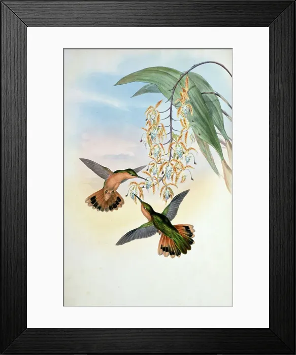 Framed Print : Fawn-Breasted Sabre... by Gould