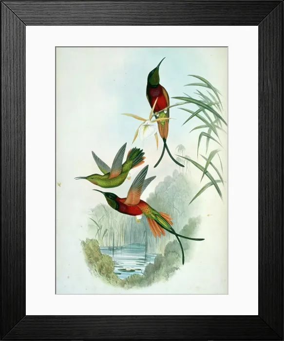 Framed Print : Crimson Topaz by Gould Framed Print : Crimson Topaz by Gould